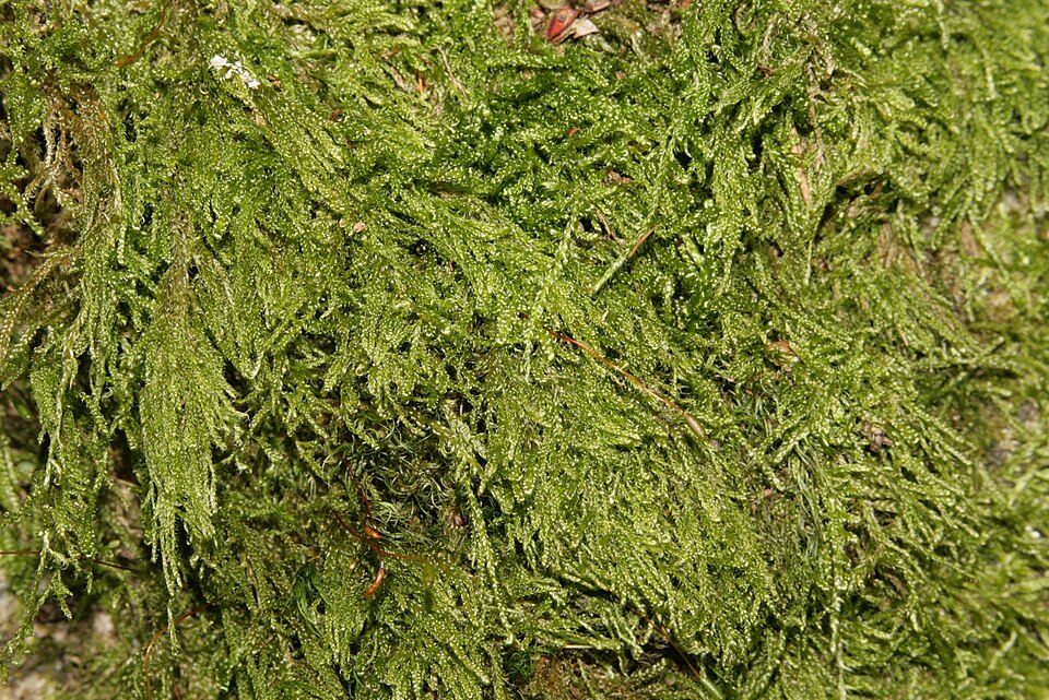 Hypnum andoi (mamillate plait-moss)