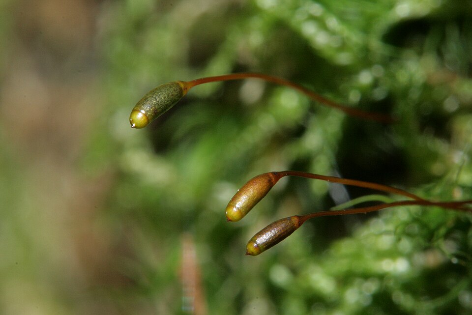 Hypnum andoi (mamillate plait-moss)