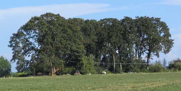 Quercus garryana (Oregon white oak, Garry oak) (alternate view 2)