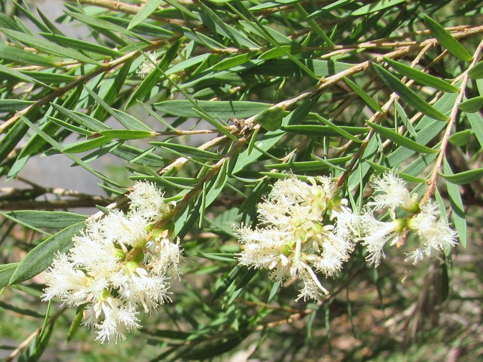 Melaleuca linariifolia (Snow-in-Summer)