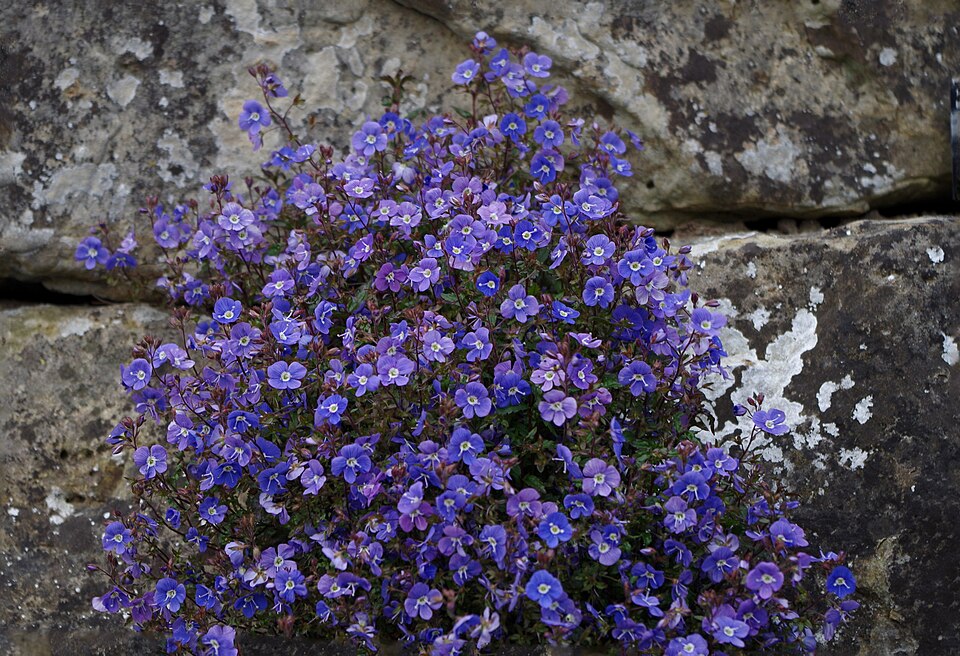 Veronica peduncularis 'Georgia Blue' (Georgia Blue Speedwell) (alternate view 5)