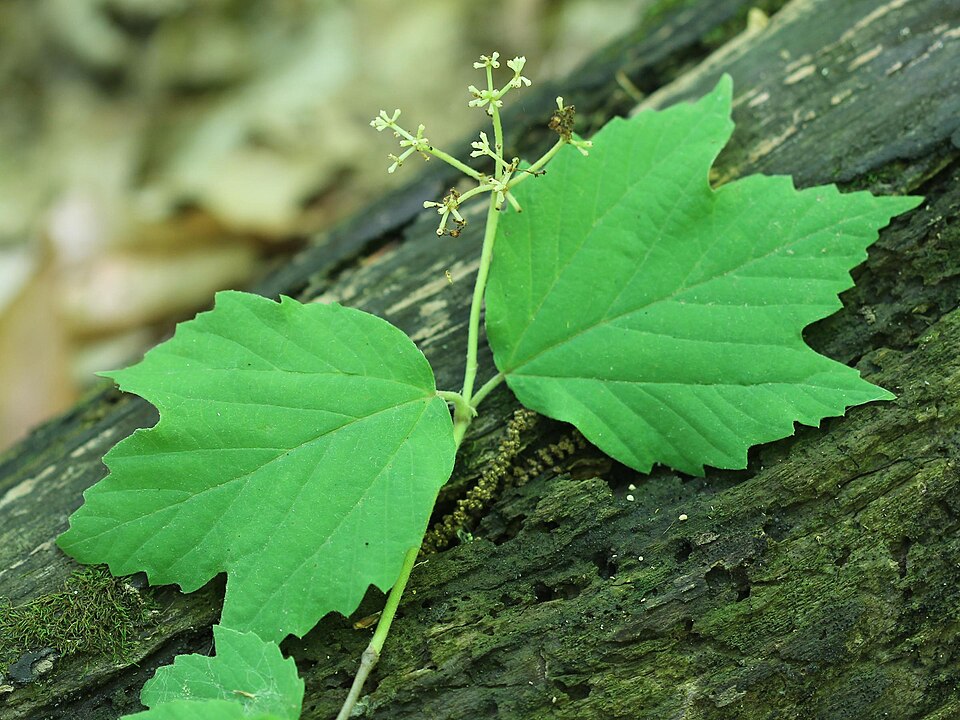 Viburnum acerifolium (mapleleaf viburnum)