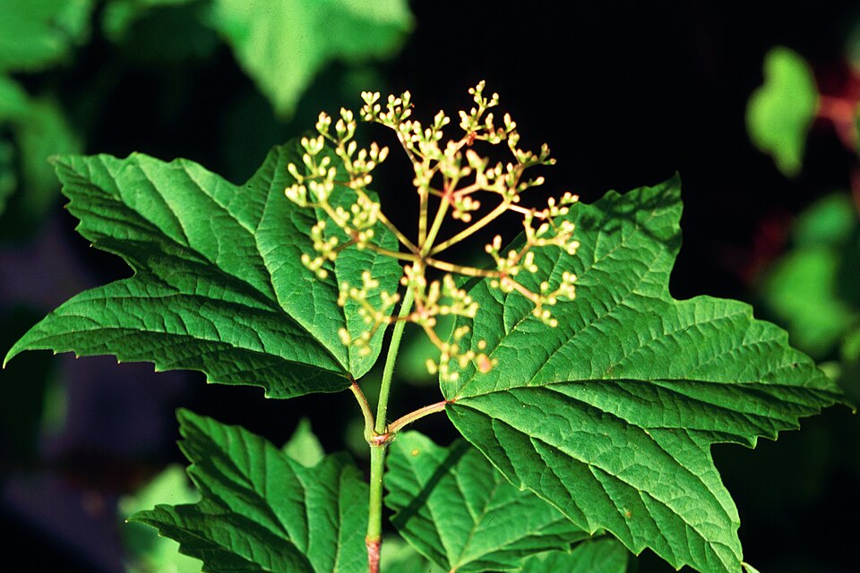 Viburnum acerifolium (mapleleaf viburnum)