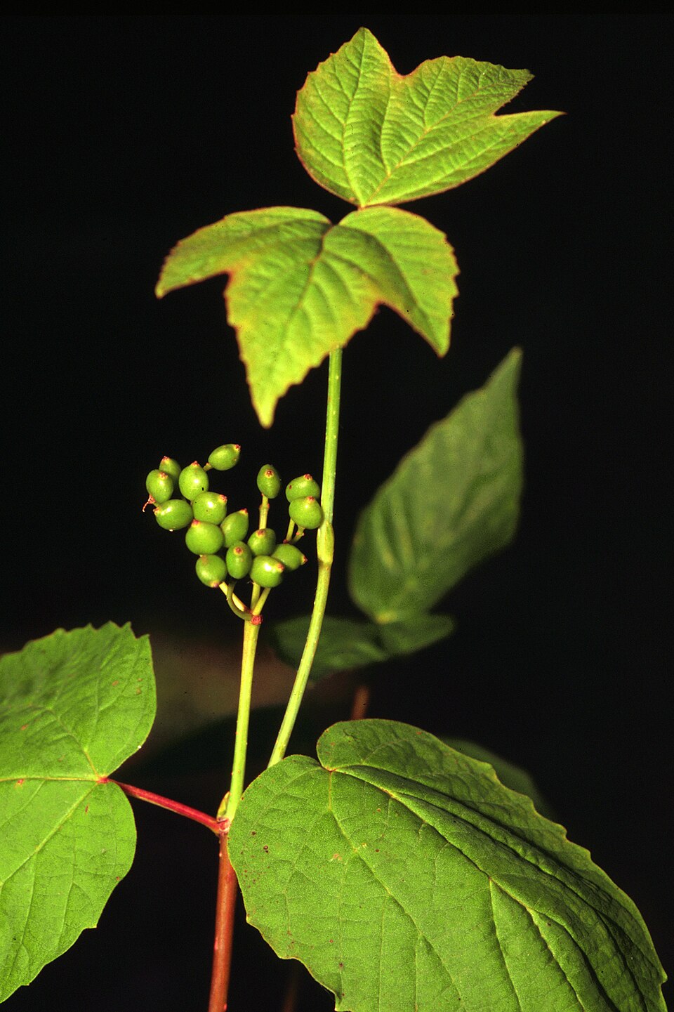Viburnum acerifolium (mapleleaf viburnum)