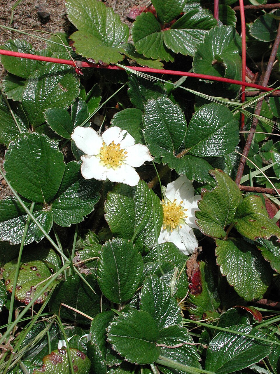 Fragaria chiloensis (Beach Strawberry) (alternate view 7)