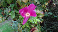 Rosa rugosa (rugosa rose) (alternate view 6)
