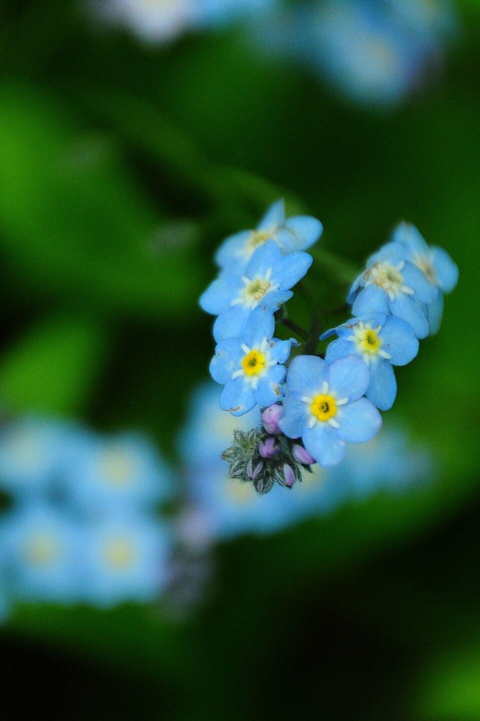 Myosotis latifolia (broadleaf forget-me-not) (alternate view 8)