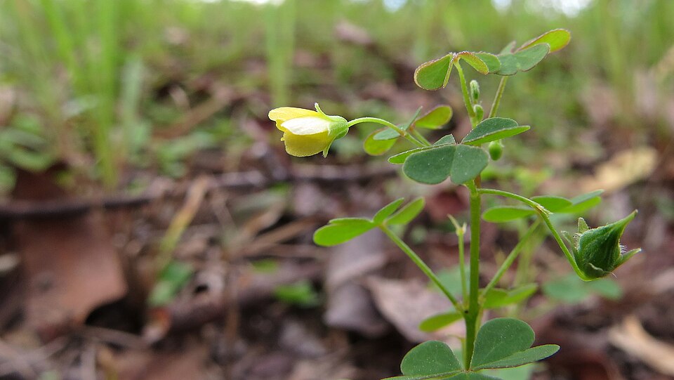 Oxalis exilis (least yellow-sorrel)
