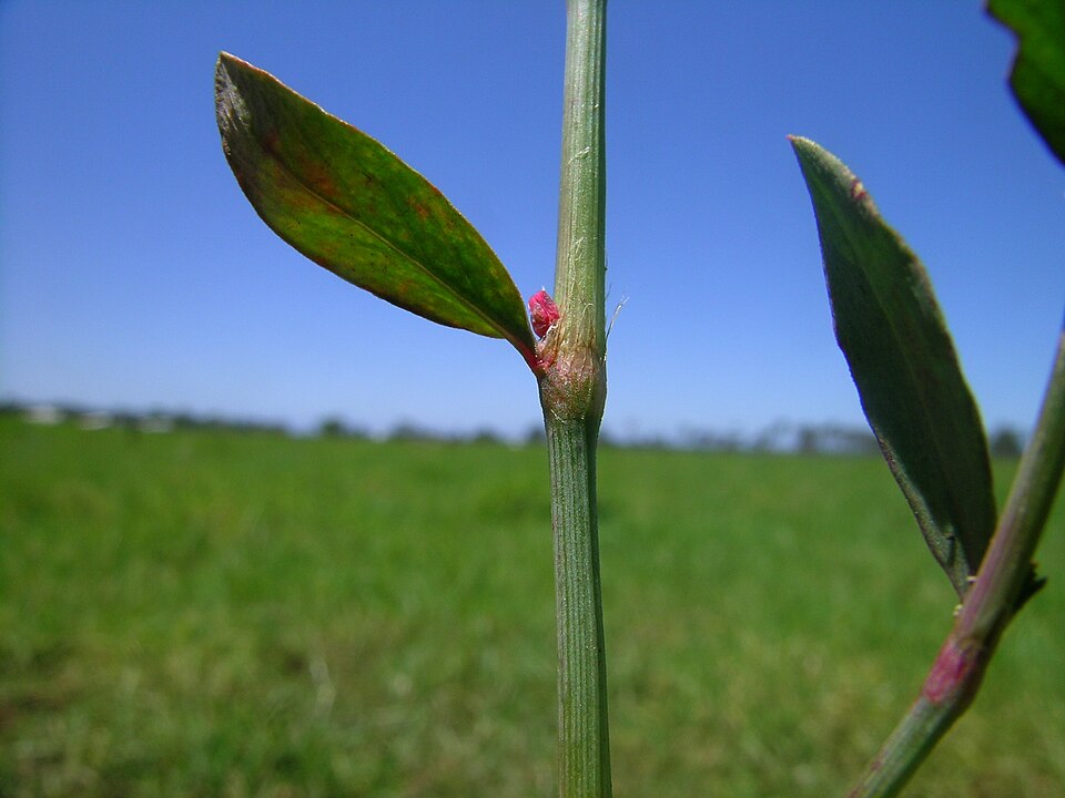 Polygonum arenastrum (Oval Leaf Knotweed) (alternate view 8)