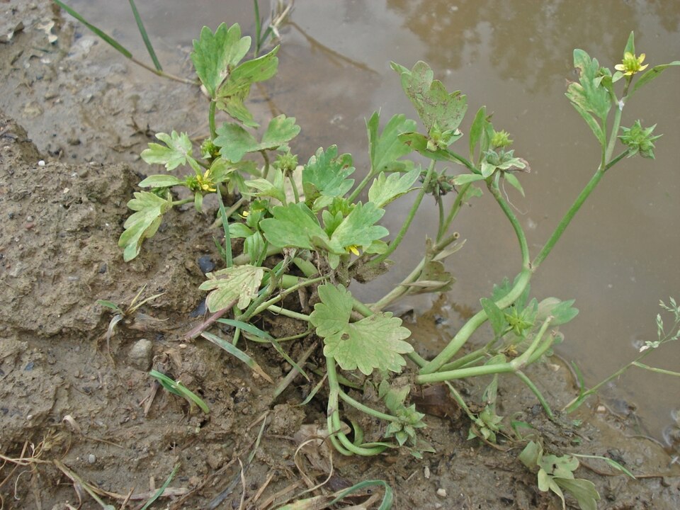 Ranunculus muricatus (Rough-fruited buttercup) (alternate view 6)
