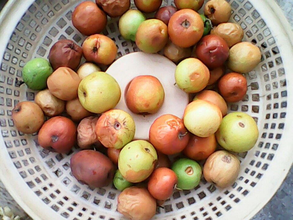 Ziziphus (Jujubes) (alternate view 2)