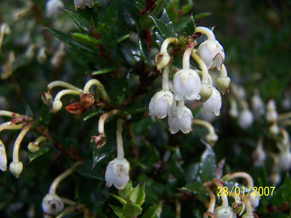 Gaultheria mucronata (Chilean pernettya) (alternate view 13)