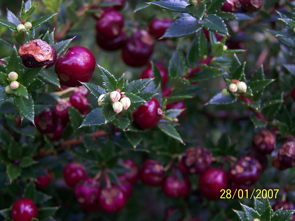 Gaultheria mucronata (Chilean pernettya) (alternate view 14)