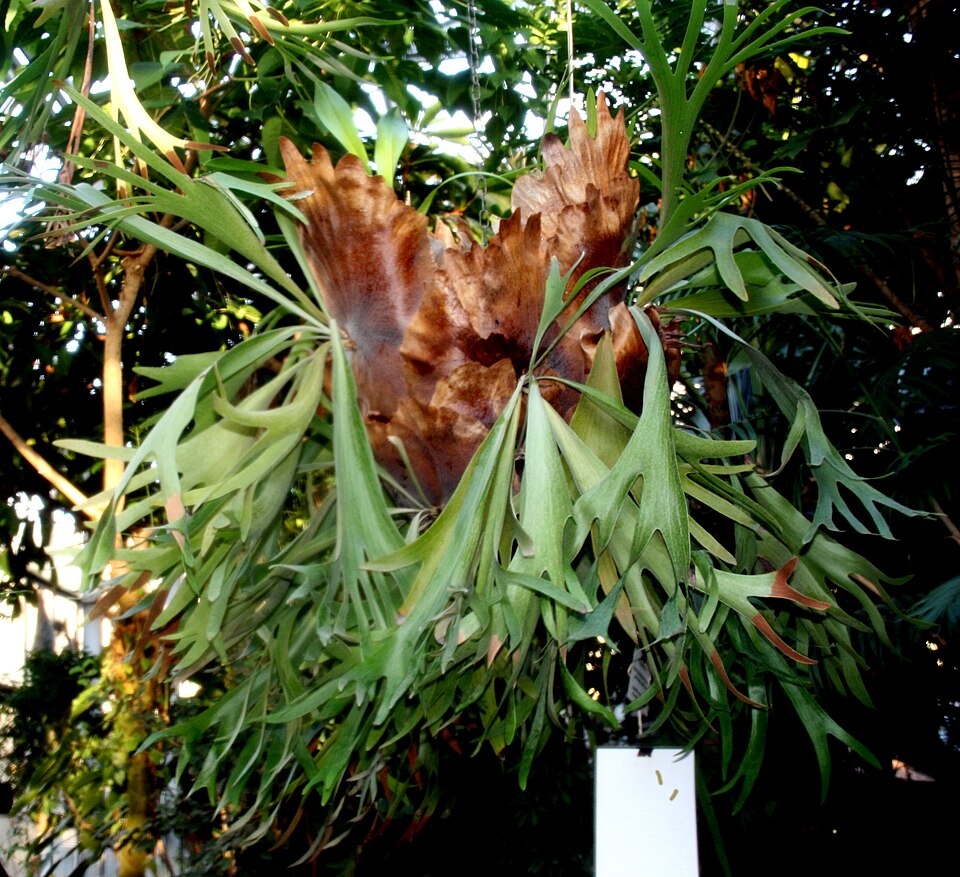 Platycerium bifurcatum (Staghorn Fern) (alternate view 4)