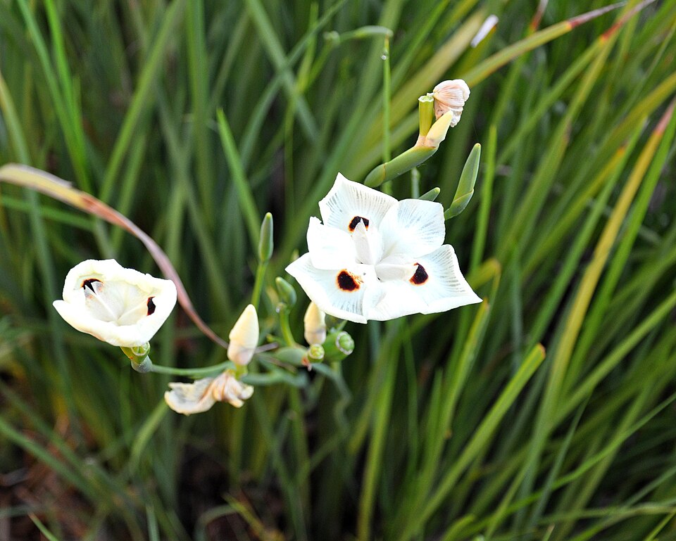 Dietes bicolor (Yellow Fortnight Lily) (alternate view 4)
