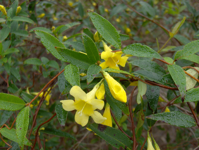 Gelsemium sempervirens (Carolina Jessamine) (alternate view 8)