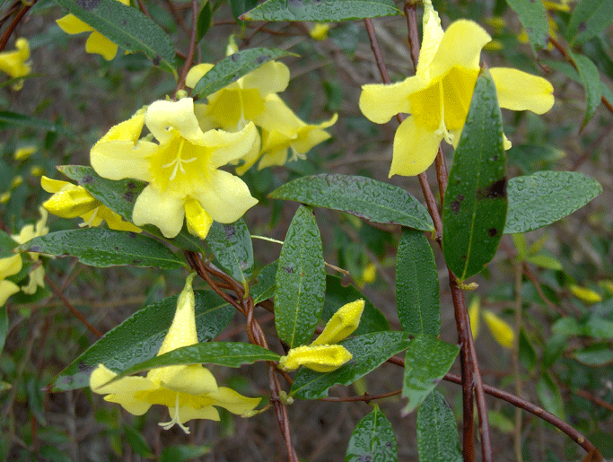 Gelsemium sempervirens (Carolina Jessamine) (alternate view 9)