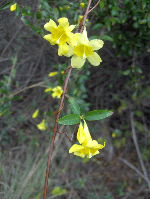 Gelsemium sempervirens (Carolina Jessamine) (alternate view 10)