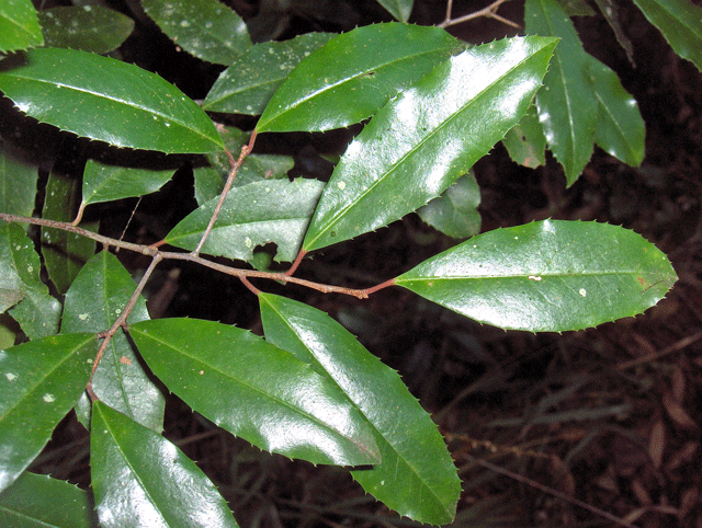 Prunus caroliniana (Carolina laurelcherry) (alternate view 3)