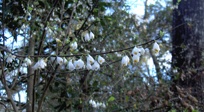 Halesia carolina (Carolina silverbell) (alternate view 7)