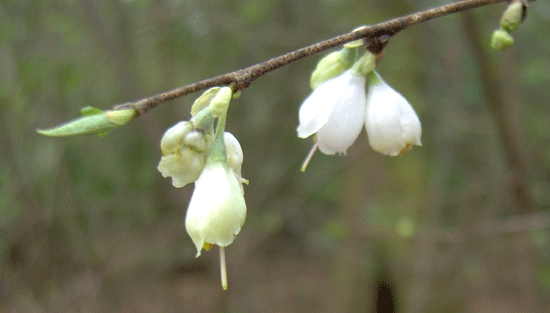 Halesia carolina (Carolina silverbell) (alternate view 8)