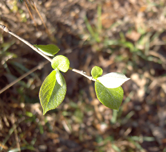 Halesia carolina (Carolina silverbell) (alternate view 9)