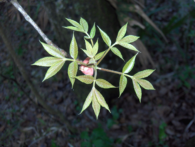 Carya glabra (pignut hickory) (alternate view 4)