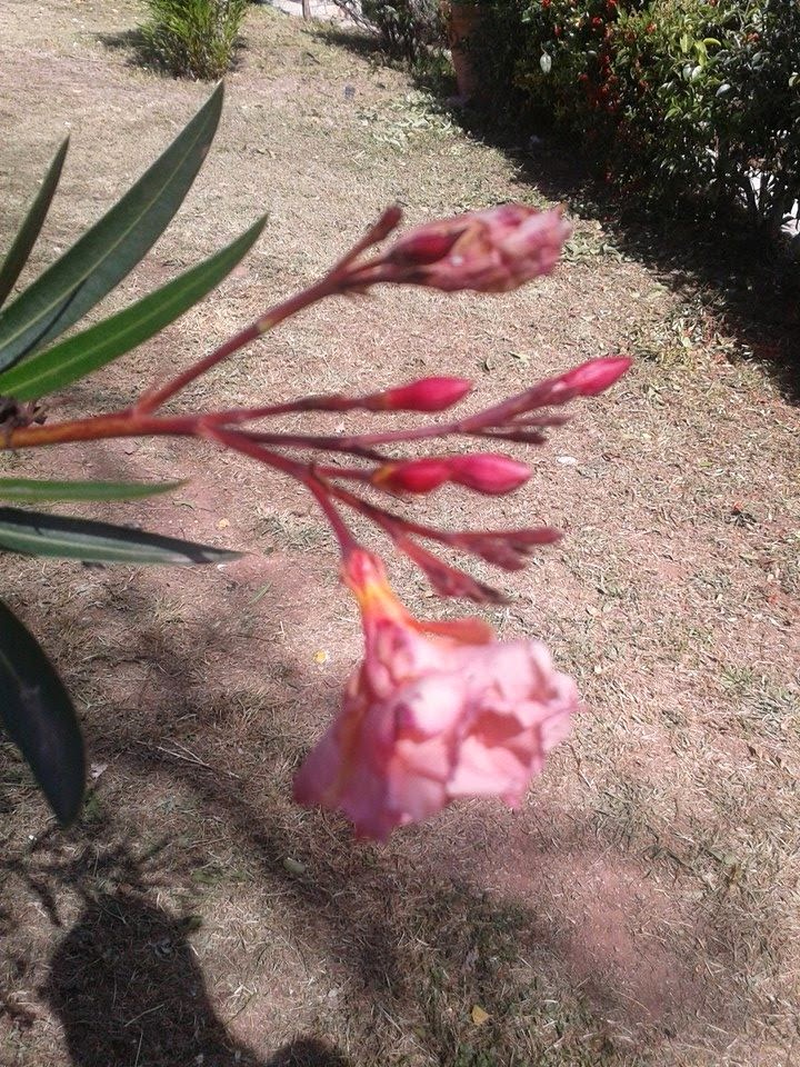 Nerium oleander, Oleander — upright evergreen (Apocynaceae) (image 6 of 8)
