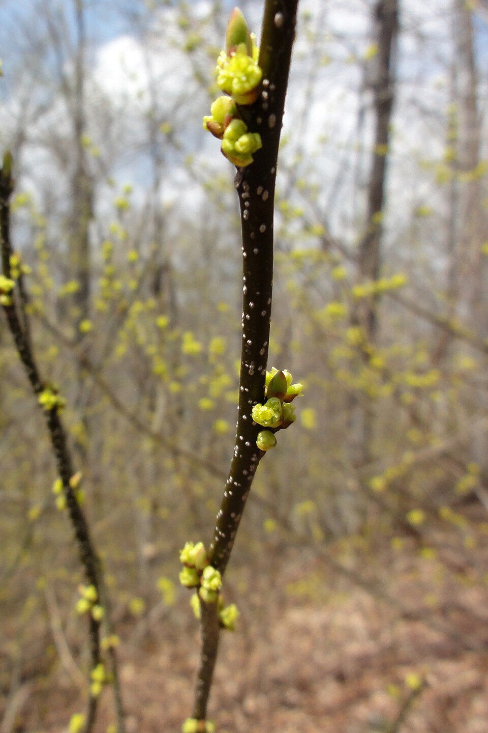 Lindera benzoin (northern spicebush)