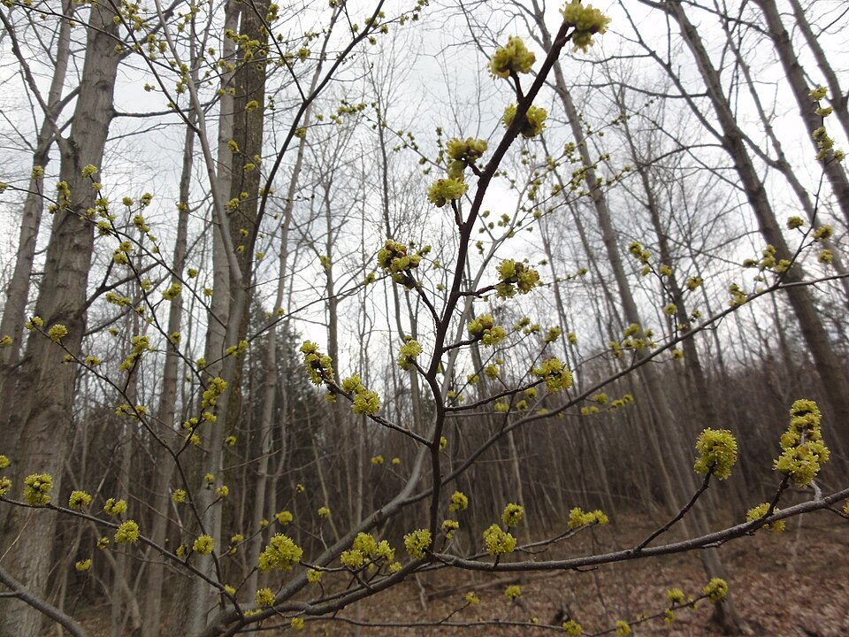 Lindera benzoin (northern spicebush)