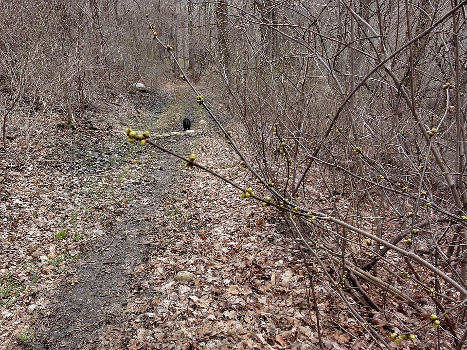 Lindera benzoin (northern spicebush)