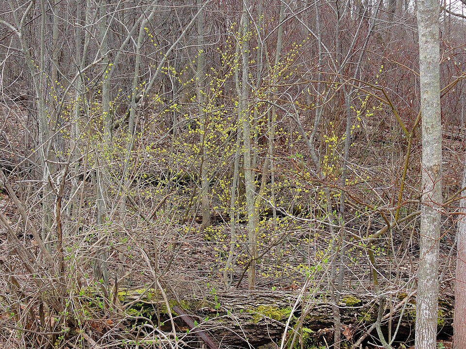 Lindera benzoin (northern spicebush)