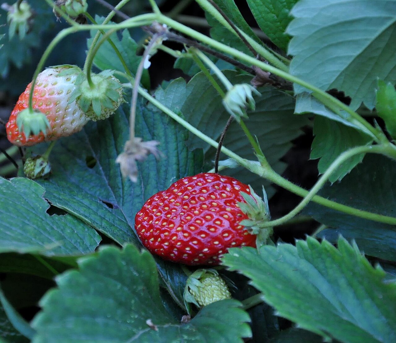 Fragaria ananassa, Garden strawberry — spreading semi-evergreen (Rosaceae) (image 9 of 9)