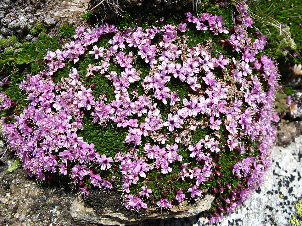 Silene acaulis (Moss Campion) (alternate view 8)