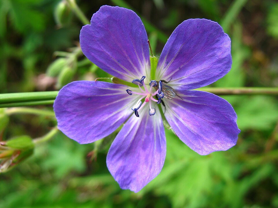 Geranium sylvaticum (wood crane's-bill)
