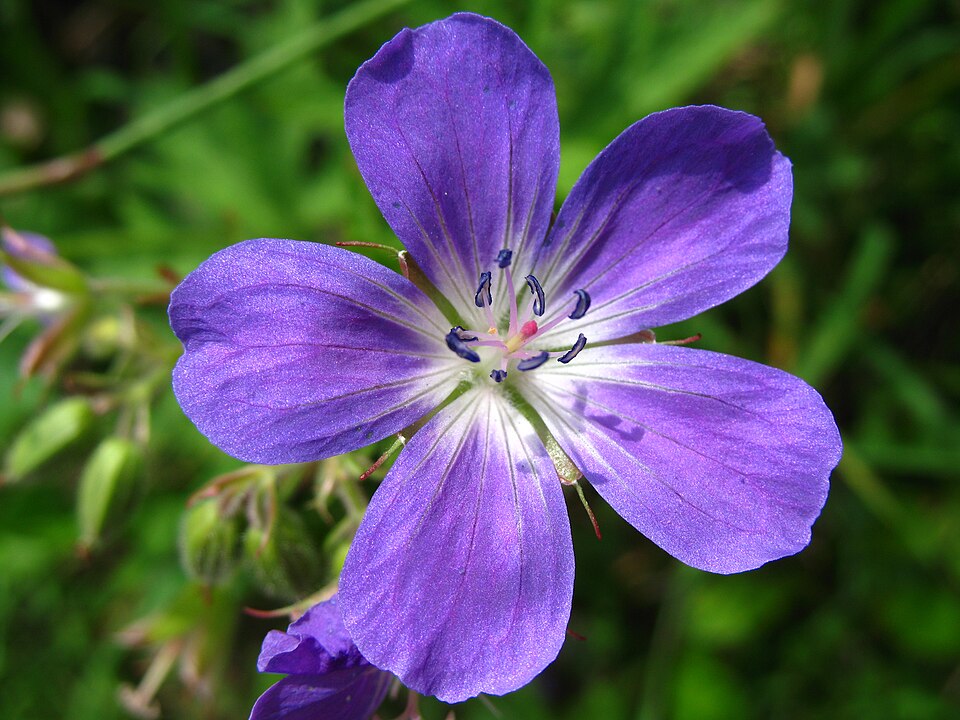 Geranium sylvaticum (wood crane's-bill)