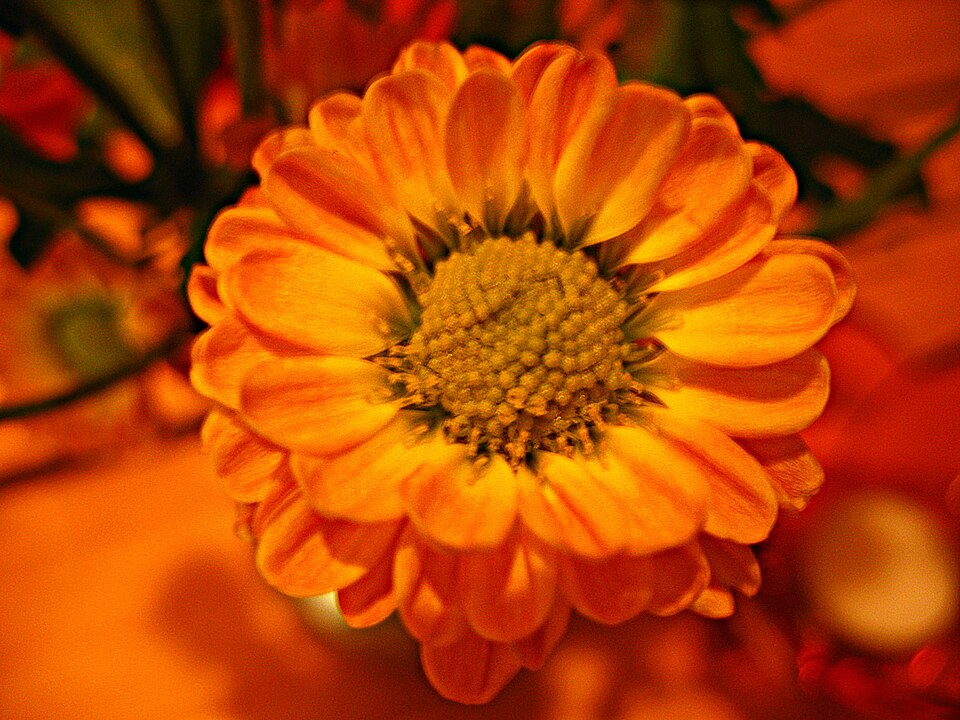 Chrysanthemum × morifolium (Garden Mum) (alternate view 7)