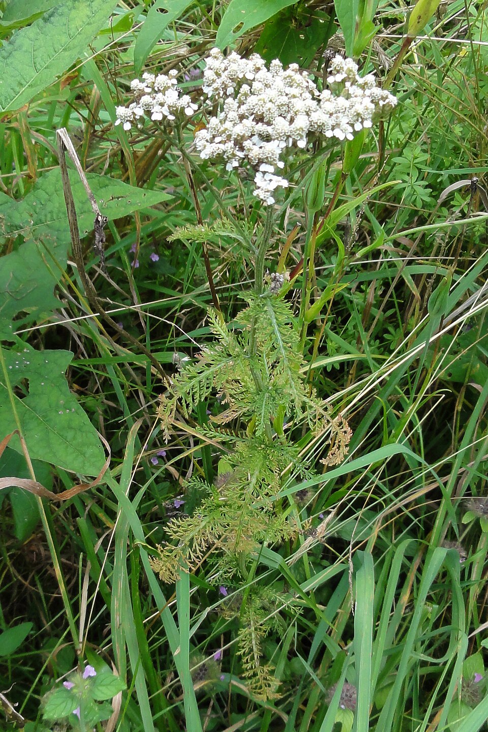 Achillea millefolium (common yarrow) (alternate view 4)