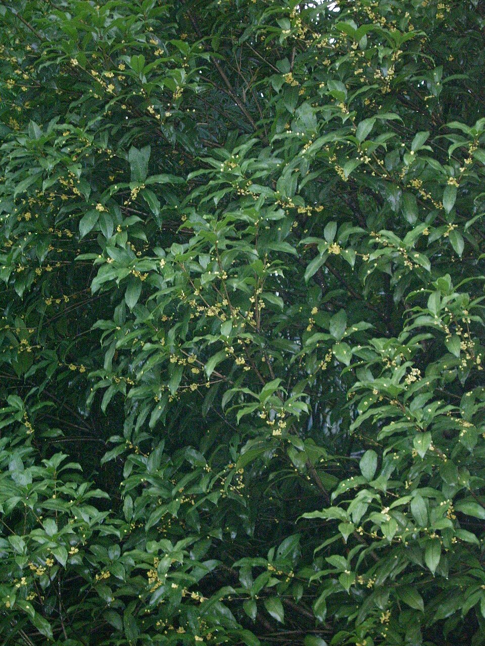 Osmanthus fragrans (Sweet Osmanthus) (alternate view 4)