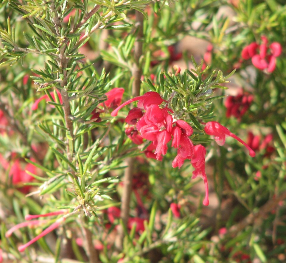 Grevillea lavandulacea (Lavender Grevillea)