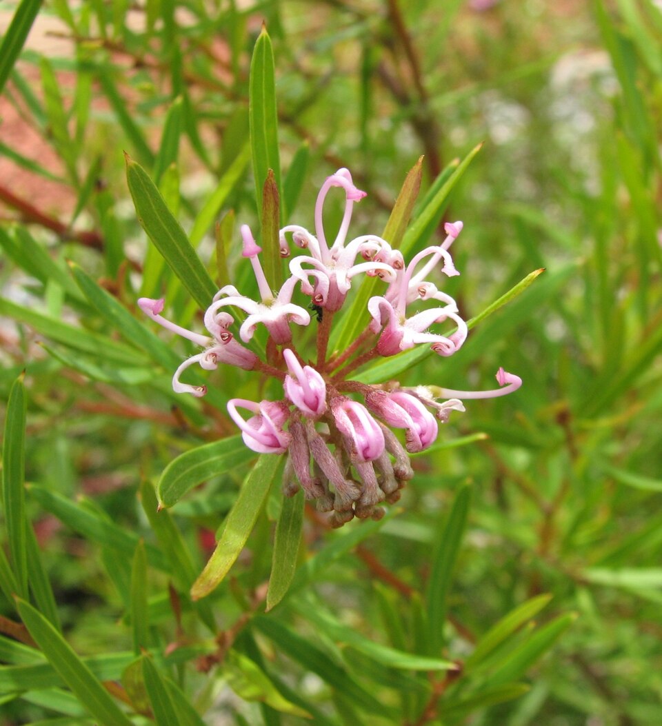 Grevillea sericea (Pink Spider Flower) (alternate view 6)