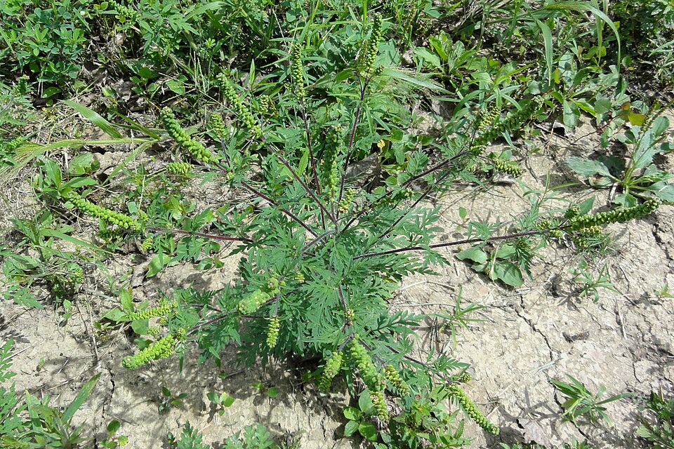 Ambrosia artemisiifolia (common ragweed)