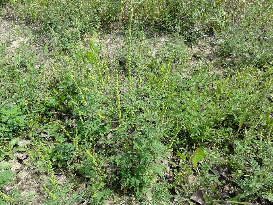Ambrosia artemisiifolia (common ragweed)