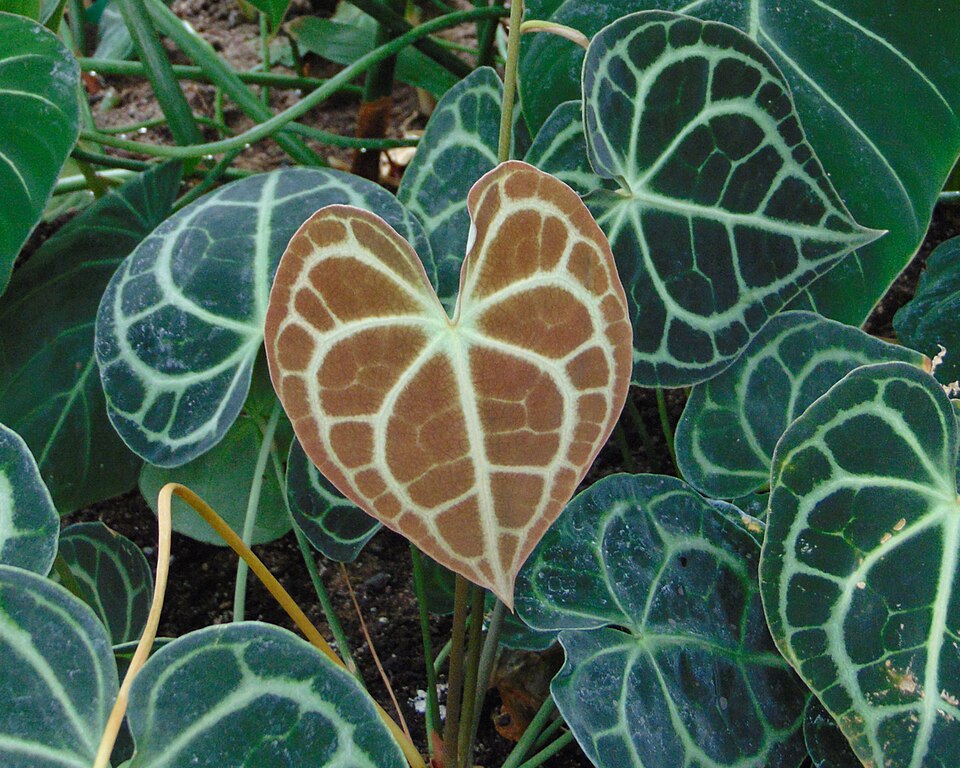 Anthurium clarinervium (Velvet Cardboard Anthurium) (alternate view 5)