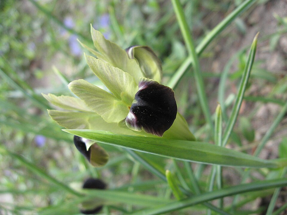 Iris tuberosa (alternate view 12)