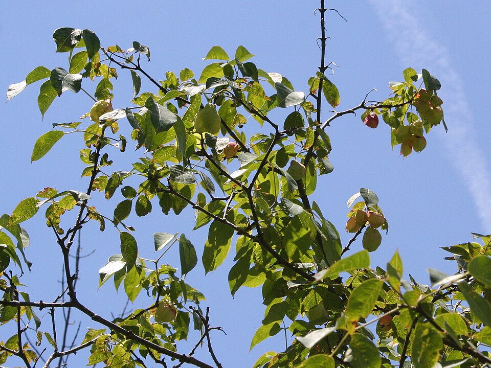 Staphylea trifolia (American bladdernut) (alternate view 6)