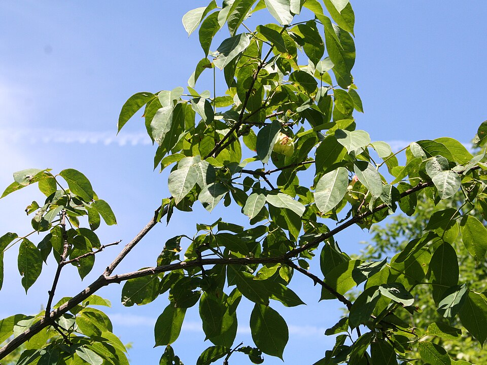 Staphylea trifolia (American bladdernut) (alternate view 7)