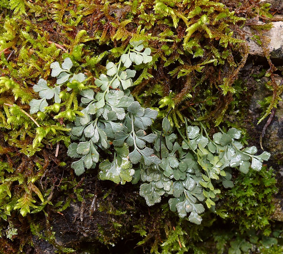 Asplenium ruta-muraria (wall-rue)