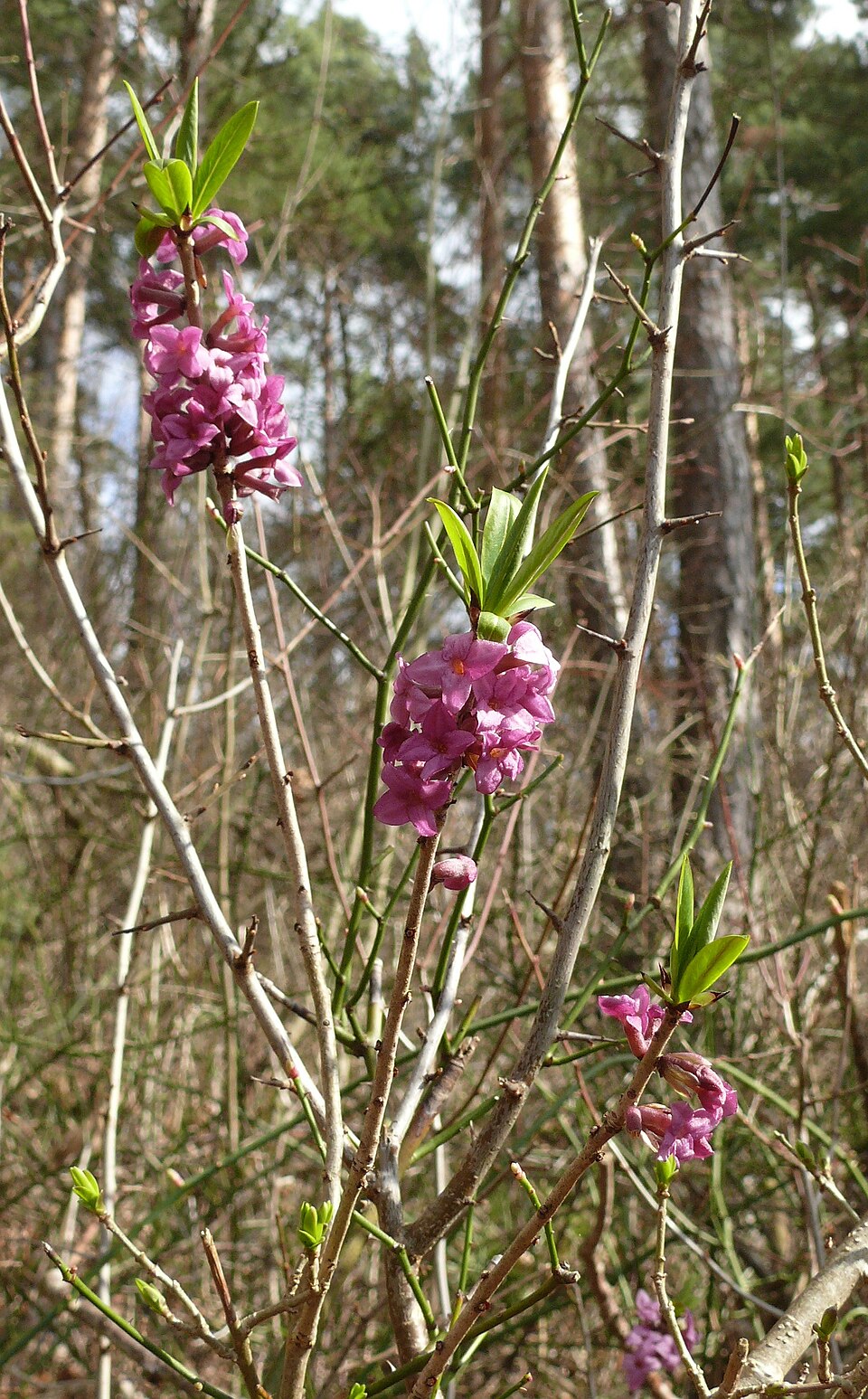 Daphne mezereum (February daphne)
