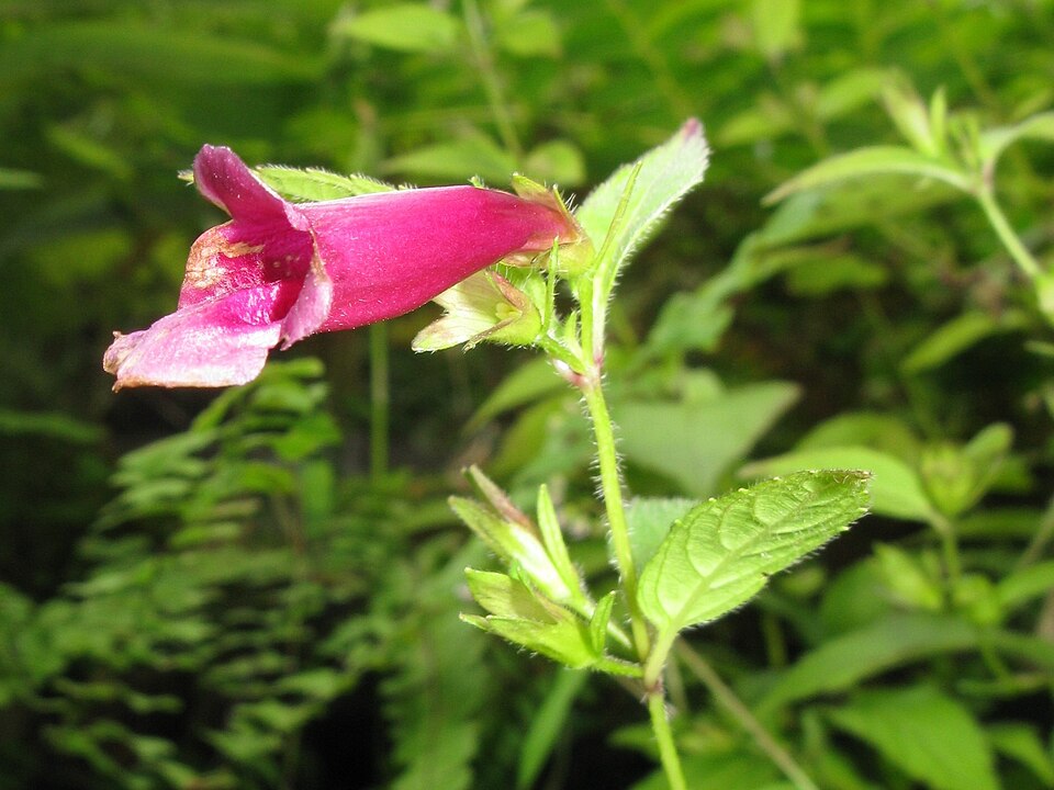Chelonopsis yagiharana (Yagihara Chelonopsis)
